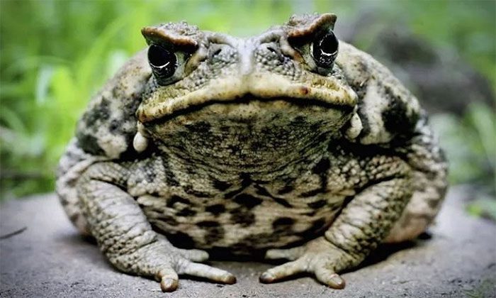 Cane Toad