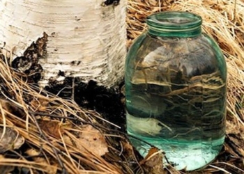coconut water made from the palm tree bach duong drinkable popular in finland 120310