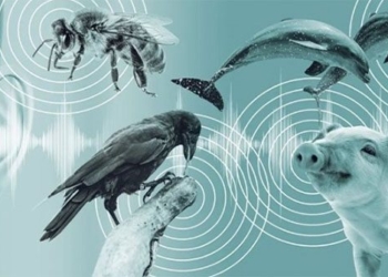 company my develop technology talk with animals 122132