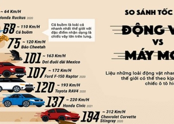 comparison of the speed of the fastest animals with the fastest cars 118439