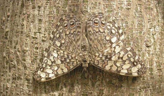 Some butterflies prefer to blend in rather than stand out.