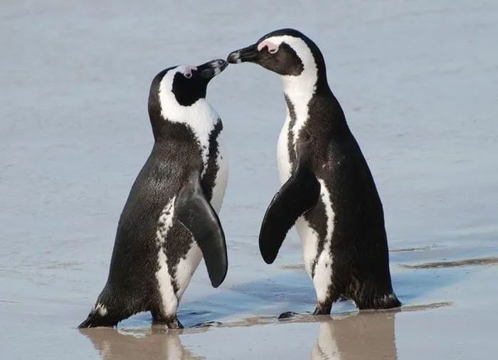 Most penguins remain faithful to their mate for life.