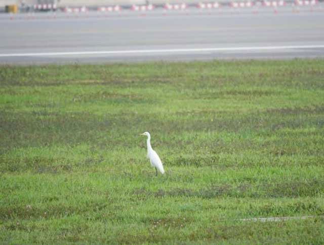 Birds always pose a high risk.