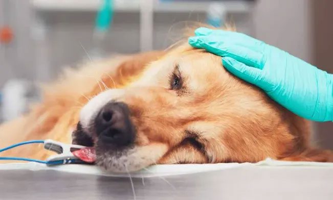 Mammals are individuals at risk of cancer.