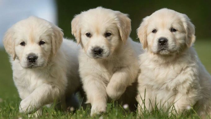 Dogs not only recognize us when called by name but can also smell to identify their owners from afar.