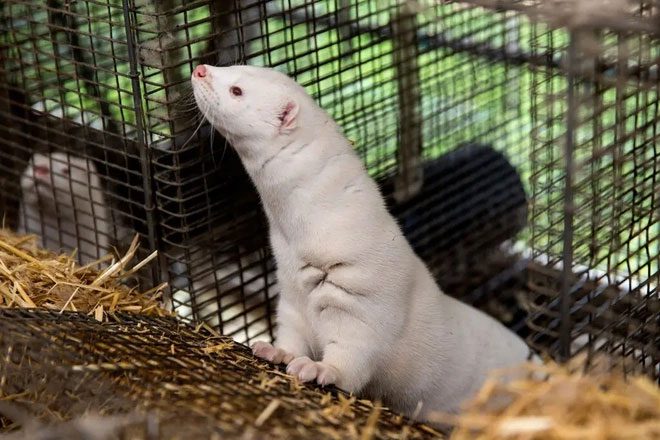 The nCoV variant in minks may have emerged and spread more widely in the local community