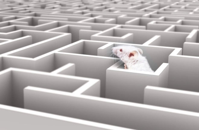 Mice can visualize pathways simply by observation without needing to explore directly.