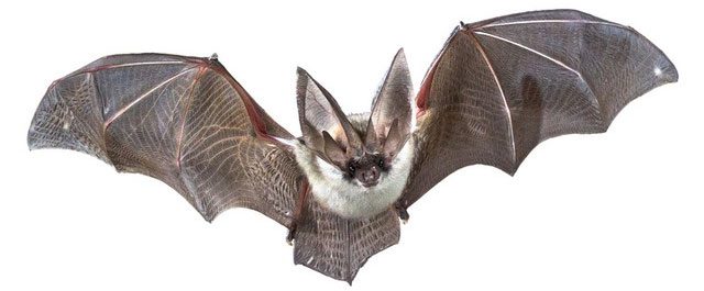 Bats have ancestors that are the earliest Eutheria species, appearing in the middle of the Cretaceous period.