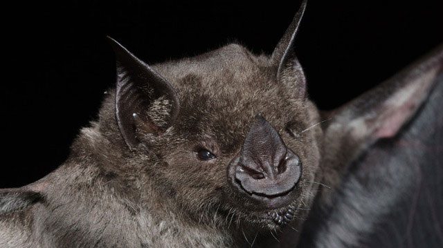 Modern science has confirmed that the ancestors of bats are not rodents.