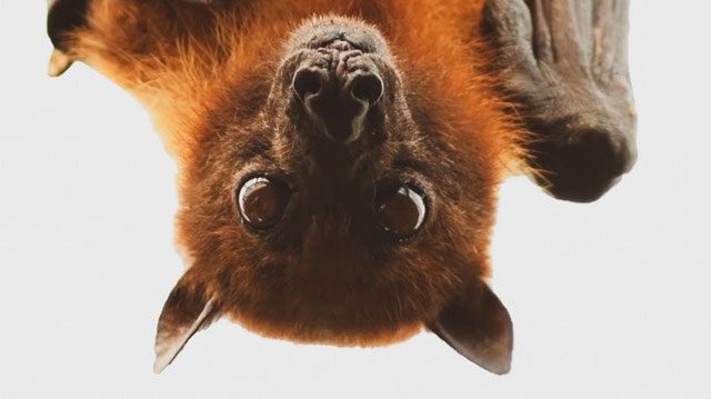 Bats are found almost everywhere in the United States and many other parts of the world.