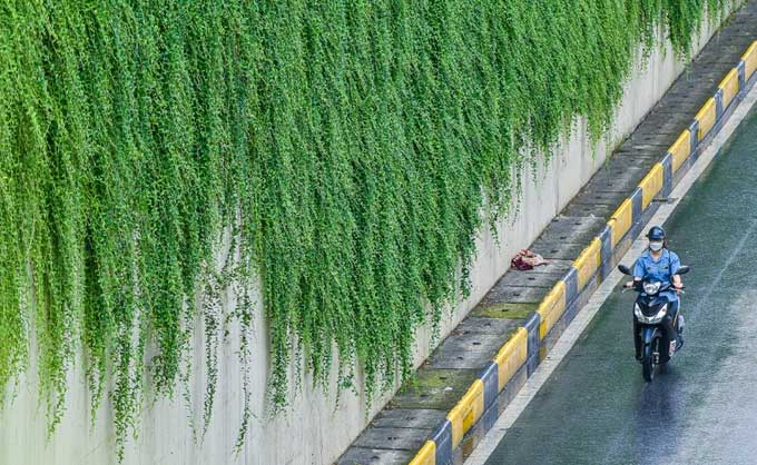 This is the Indian trumpet vine, a fast-growing plant with drooping stems