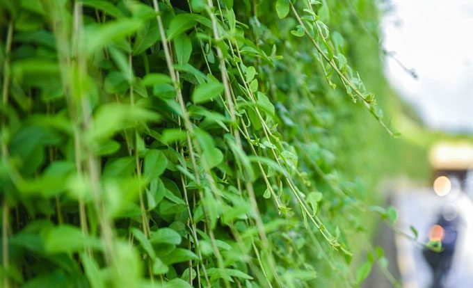 The Indian trumpet vine is characterized by its ease of growth.