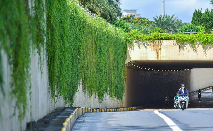The plant has delicate, lush green stems that can grow up to 30 meters long.
