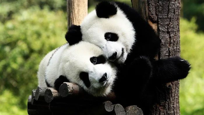 Mate selection is a cause of infertility in pandas.