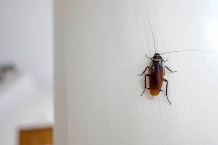 Cockroaches are highly adaptable to climate change