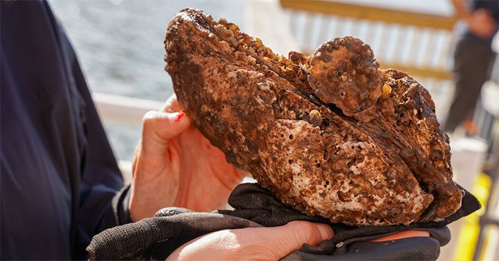 Oysters are an effective weapon against rising sea levels