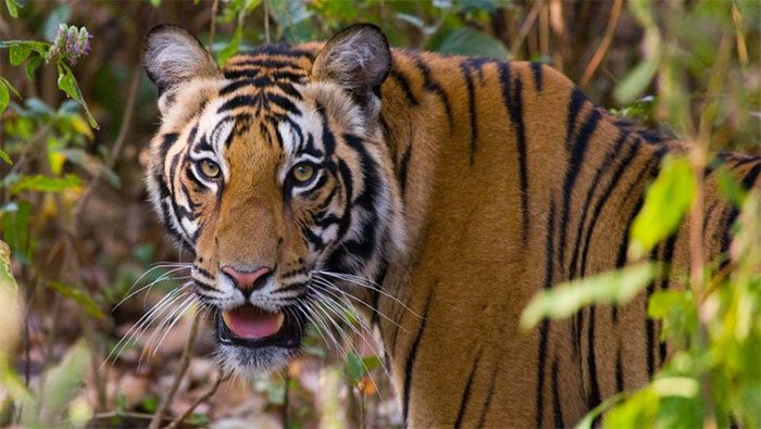 A tiger in the Bandhavgarh Reserve.