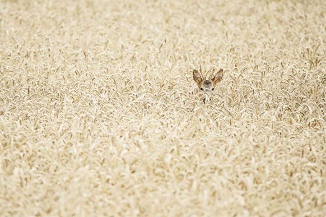"If they don’t see me, I won’t see them," said the deer.
