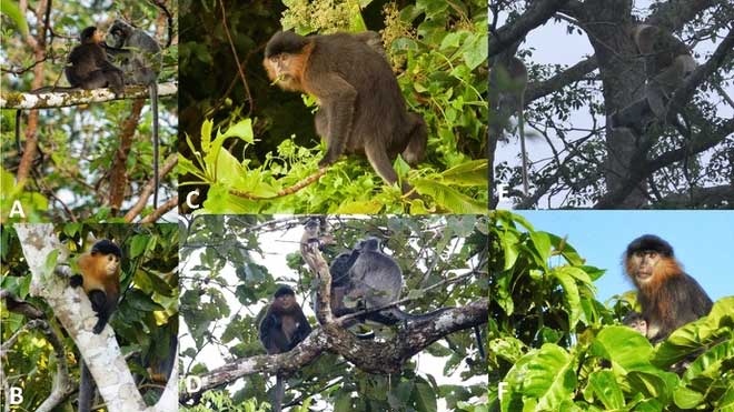 Images A, B, C, D, F show the mysterious monkey from infancy to adulthood.
