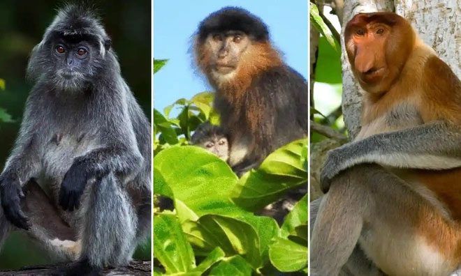 The fur of the unusual monkey is long and dense, similar to that of a Silvered leaf monkey