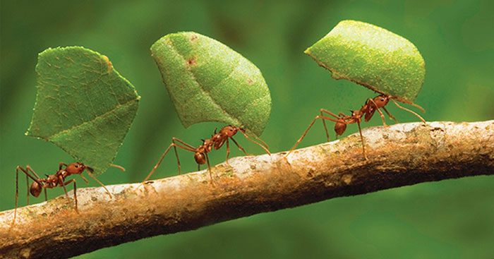 Ants have been cultivating fungi for 25 million years.