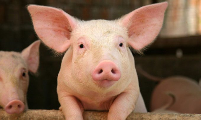 Pigs emit different sounds in positive and negative situations.