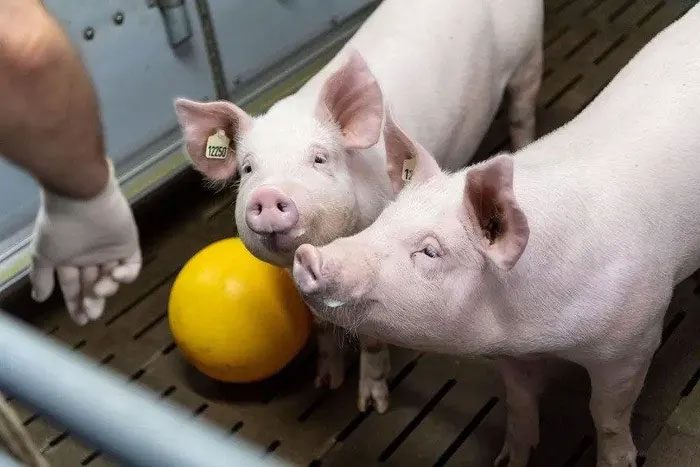 Pigs at the Badersfeld experimental farm in Oberschleissheim, Germany.