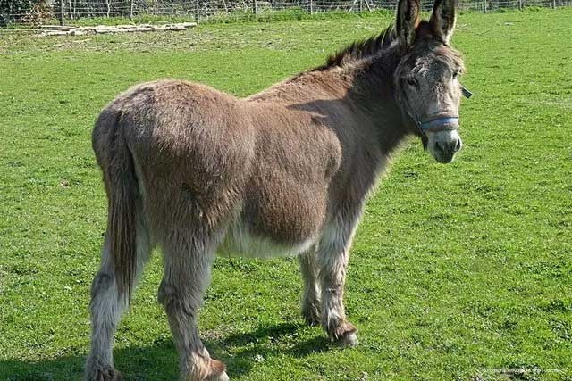 Domesticated donkeys are social animals