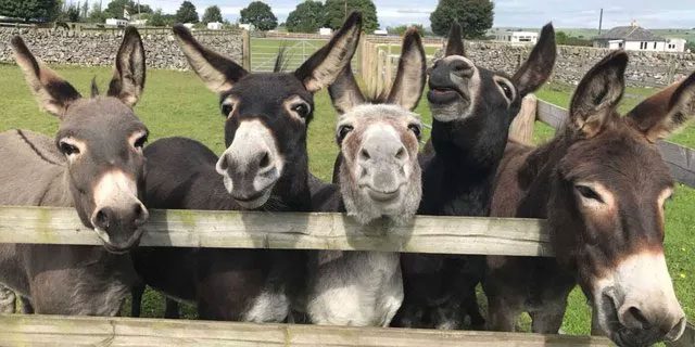 Donkeys are extraordinary working animals