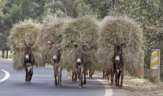 It is estimated that over 50 million donkeys are used for labor worldwide