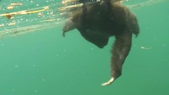 Long arms give sloths an advantage for swimming faster.