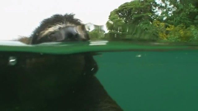 Whether on land or in water, sloths maintain a cheerful expression.