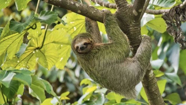 White-throated Sloth