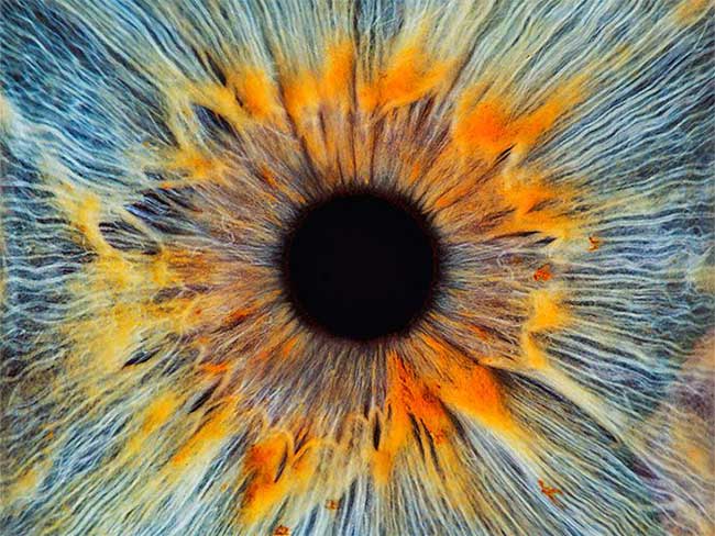 The retina is also part of the central nervous system (CNS)