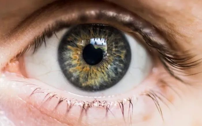 The human eye contains a lot of 'living' data even after death