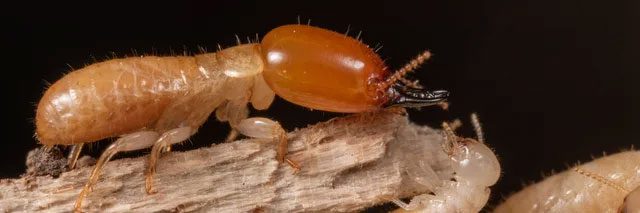 Despite being one of the oldest termite lineages, drywood termites do not 'live primitively'.