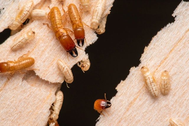 Termites are classified into many diverse species.