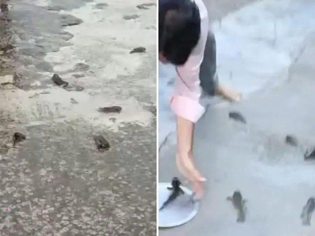 Many locals rushed to catch fish.