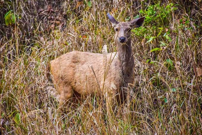 Adult deer are large, strong, and have a body length of about 1.8 to 2 meters