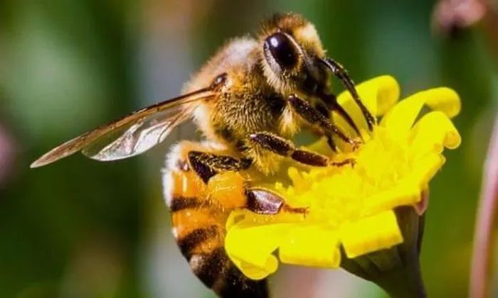 All worker bees are female.