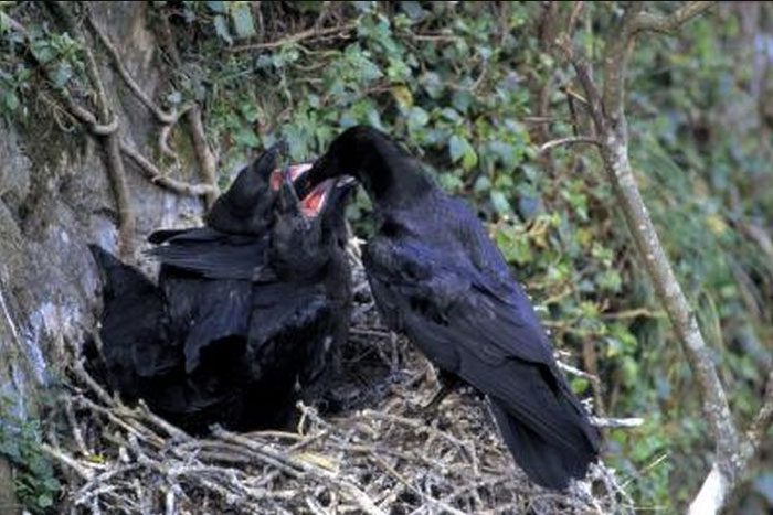 Crows can sometimes depend on their parents for over two months.