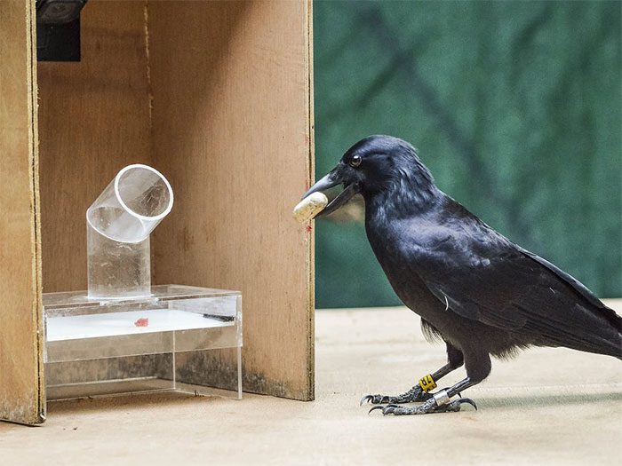 The intelligence of crows is at least comparable to that of some monkey species.
