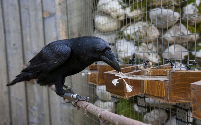 Crows are among the most intelligent bird species.