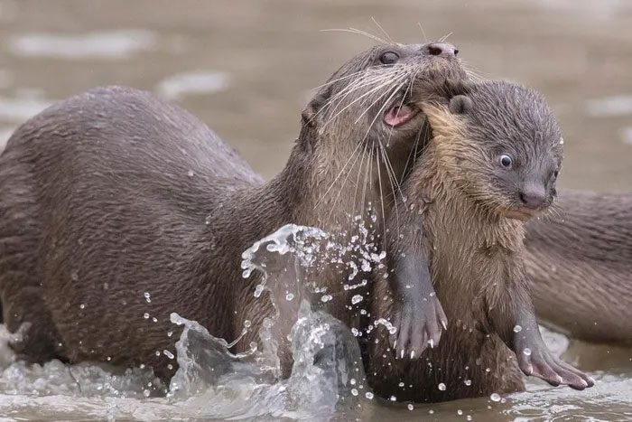 Male sea otters bite the female's nose during mating.