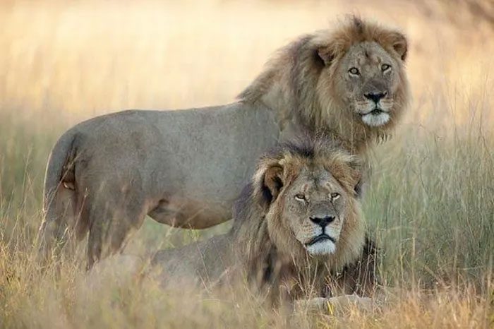 Lionesses evaluate males based on appearance.