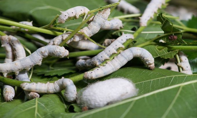 Natural silk is easy to produce but not as strong as spider silk.