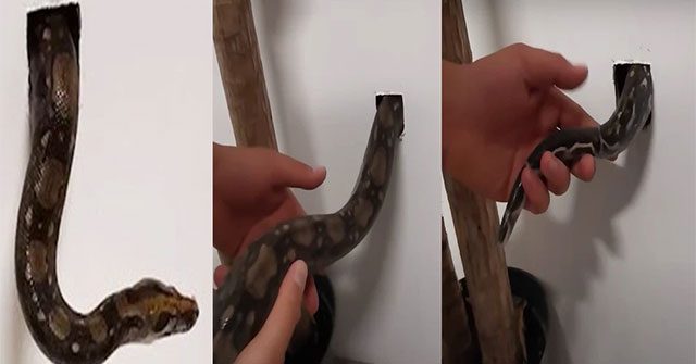 The boa released into a small hole
