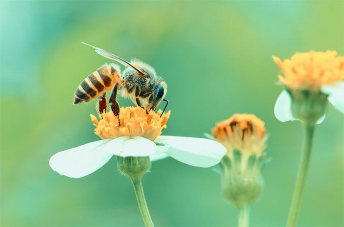 Insects are losing their sense of smell due to air pollution.