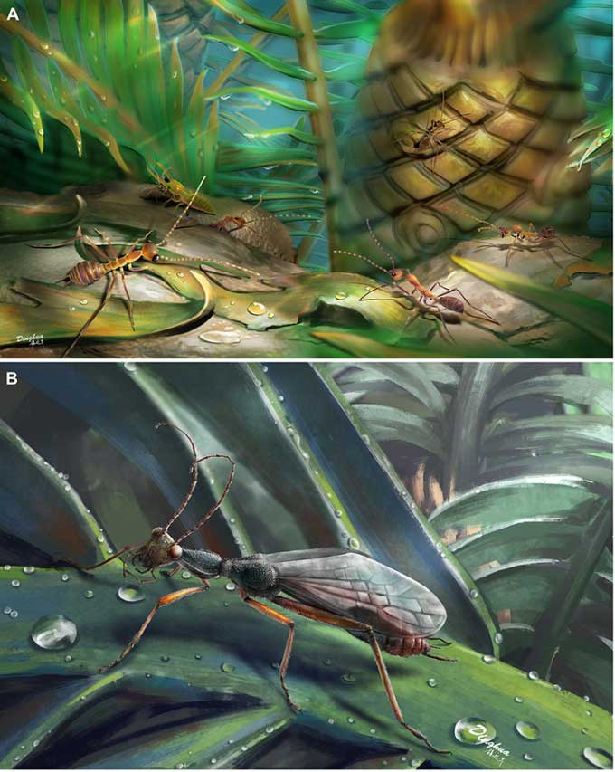 Comparison of the ant-mimicking insect fossil (left) with the Alienopteridae fossil.