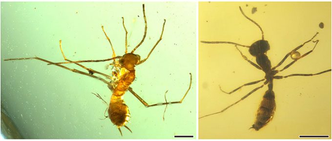 Morphological simulation of the larva (A) and the adult (B) of the ant-mimicking organism in the study.